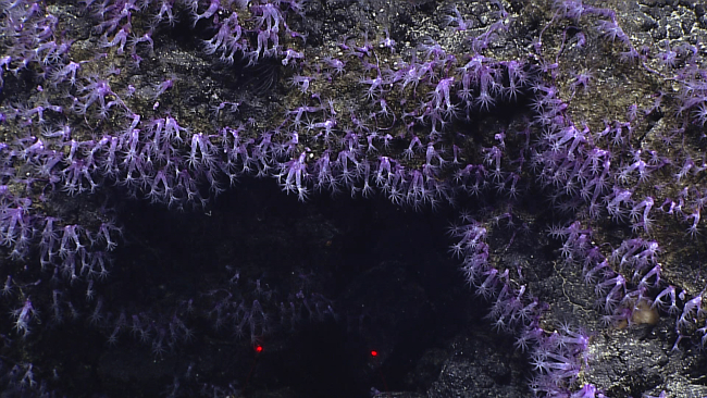 A beautiful array of purple stoloniferous coral polyps