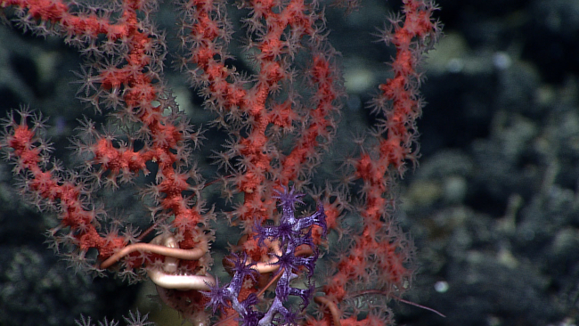 Purple octocoral in the foreground and a small Paragorgia sp