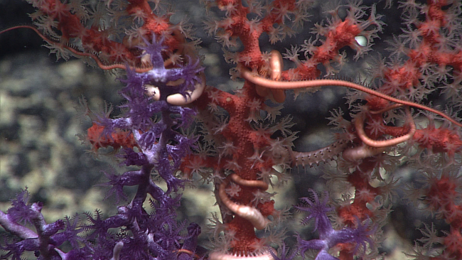 Two species of octocorals - a red Paragorgia sp