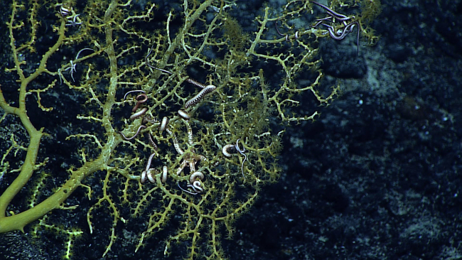 A greenish yellow octocoral with somewhat strange looking white and purplebrittle stars