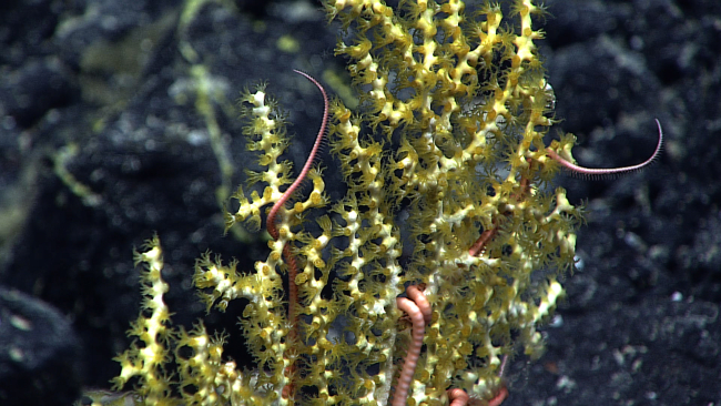 White branched octocoral with greenish yellow polyps