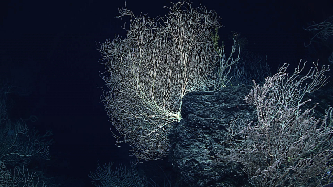 Large bamboo coral bush on the edge of a bathymetric high