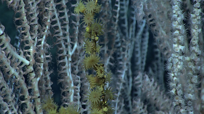 Yellow zoanthids in center and white zoanthids to overtaking bamboo coralbranches