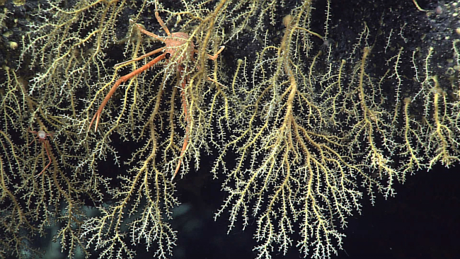 Several colonies of the hydroid Hydrodendron gorgonoide extend from a rock at566 meters depth off the southwest tip of Ni'ihau