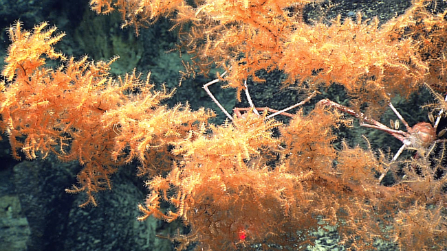 Black coral bushes with orange polyps