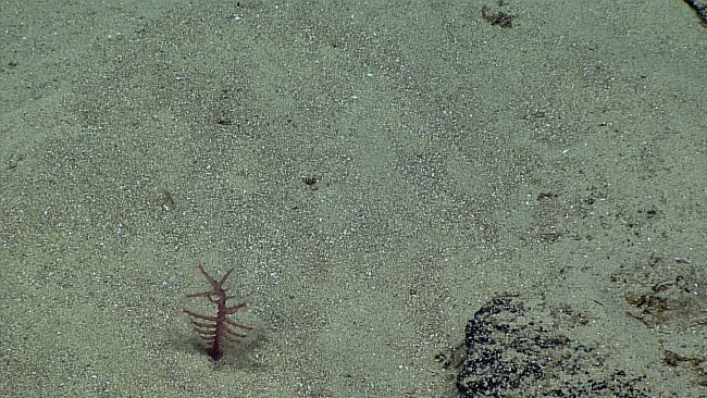 A pennatulacean coral on sand substrate