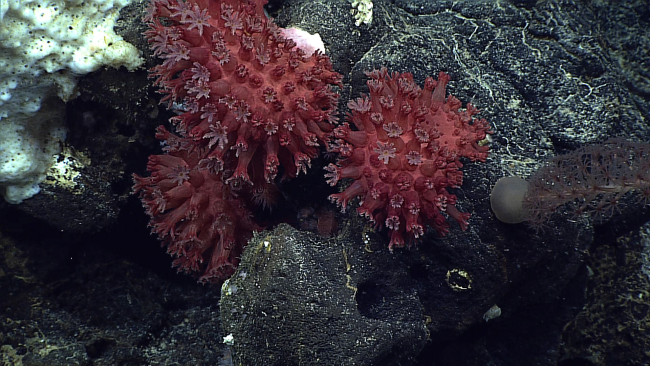 The alcyonacean coral Bellonella molokaiensis