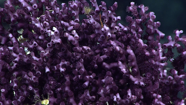 A purple scleractinian coral - possibly Enallopsammia sp