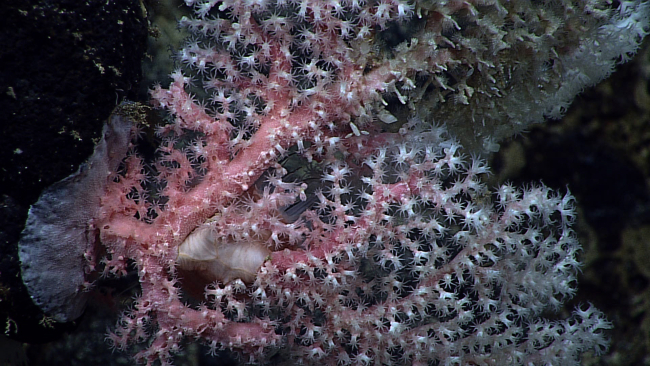 A pink corallium bush with white polyps