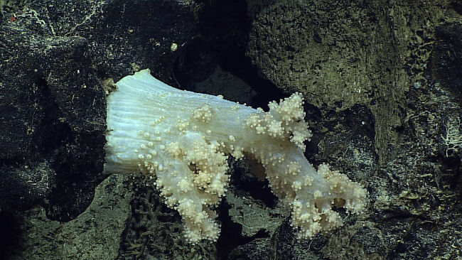 The alcyonacean coral Siphonogorgia alexandri