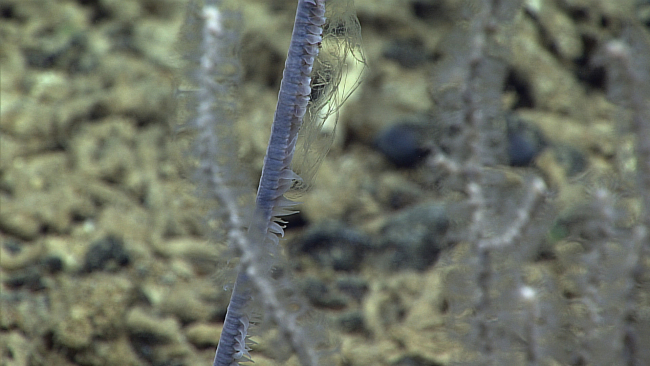 A black coral branch with white polyps