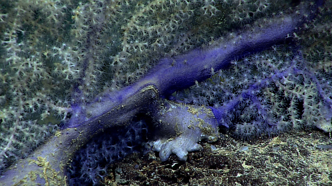 Purple base of an octocoral with whitish gray polyps