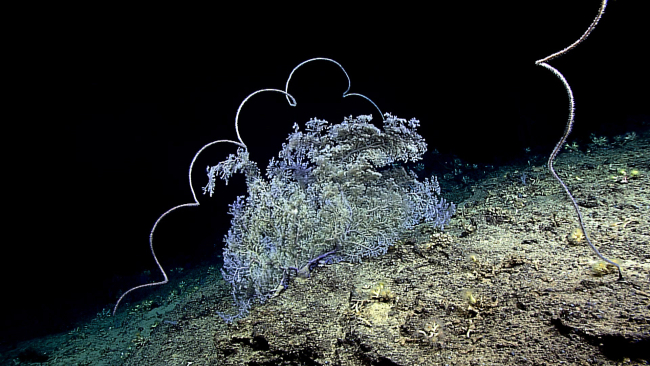 Large octocoral bush with purple base imaged in expn5301