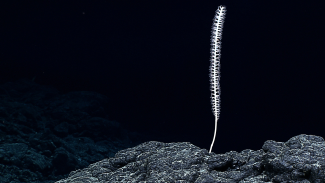 A beautiful bamboo whip coral
