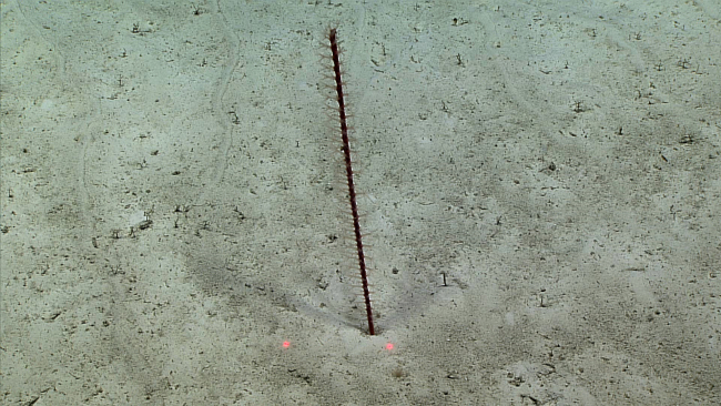 A small sea pen with five animal tracks seen in the white sediment