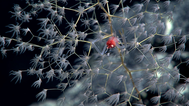 A chrysogorgid coral with a red squat lobster with grey chelae