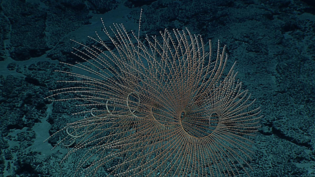 A beautiful spiraling Iridogorgia magnispiralis coral bush