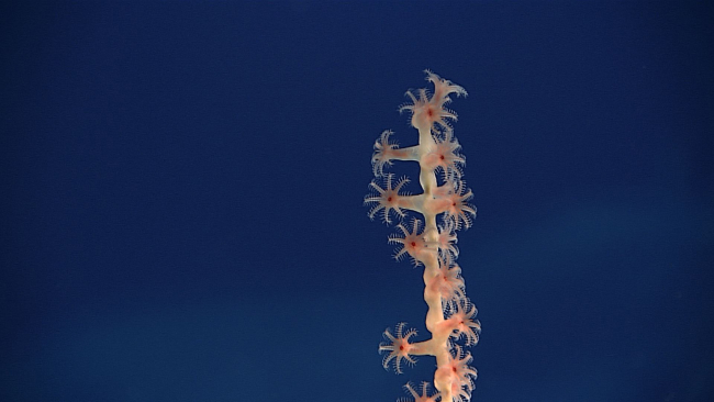 Polyps at the top of a bamboo coral branch