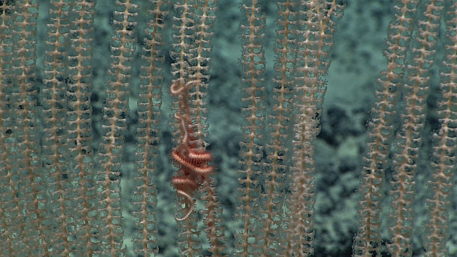 A brittle star wrapped around the branches of a primnoid coral bush