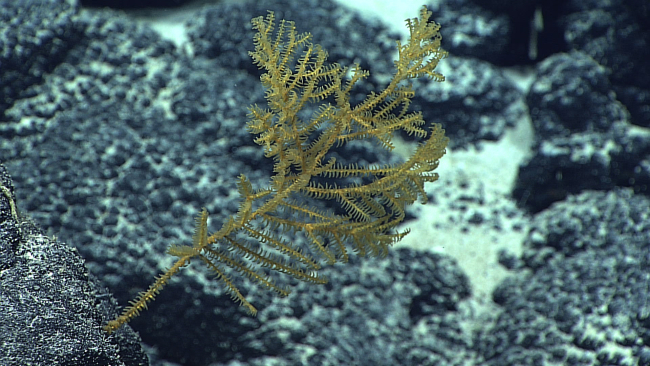 A small gold black coral bush