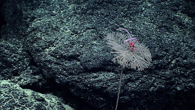 Appears to be a type of black coral mimicking the parasol coral