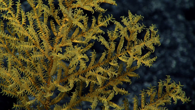 A gold black coral