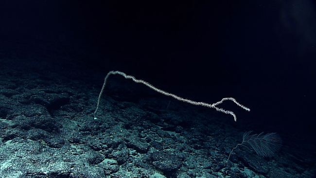 A large bamboo whip coral with a branched end