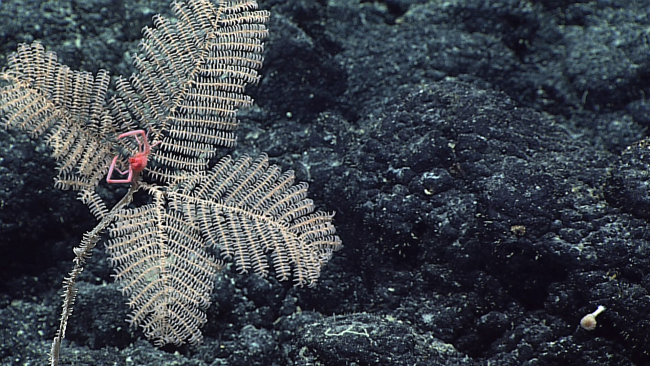 Unidentified species of black coral with four-sided symmetrical body structure on fairly long stalk