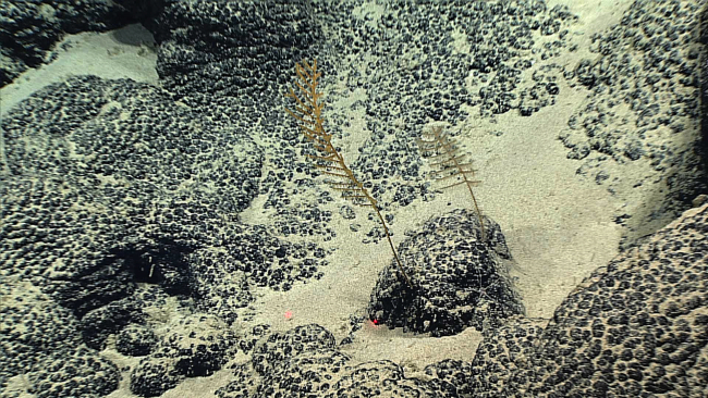 The two small black coral bushes seen in image expn5354