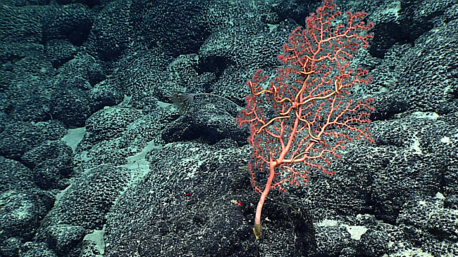 A red Corallium sp