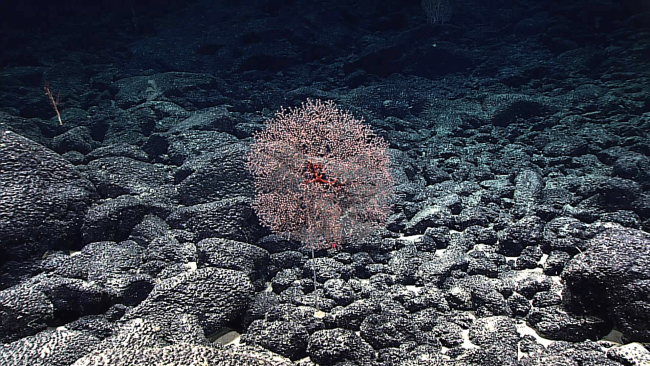 A chrysogorgid coral bush on a long stalk