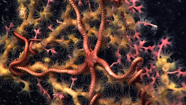 Yellow zoanthids overgrowing a pinkish red octocoral bush