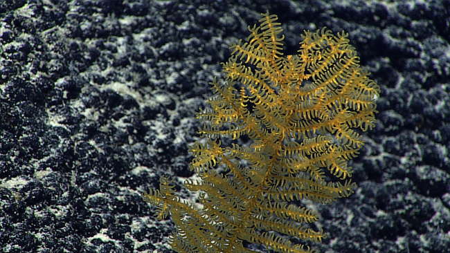 A small yellow black coral on a botryoidal manganese encrusted substrate