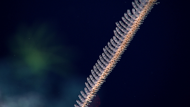 Looking almost parallel to the plane of a bilaterally symmetrical black coralbuh with pinkish peach colored polyps