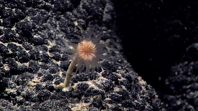 A relatively long stalked cup coral