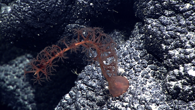 A question mark sea pen, pennatulacean coral on a botryoidal manganesecrust substrate