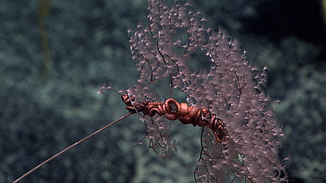 A large pinkish red brittle star tightly wound on a parasol octoral bush,Metallogorgia melanotrichos