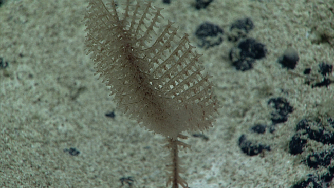 A different view of the small black coral seen in image expn5376 that shows afan-like top section attached to a stalk
