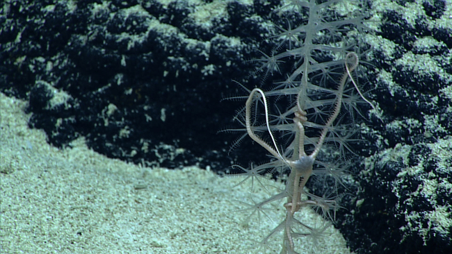 A pennatulacean octocoral  with an associated brittle star
