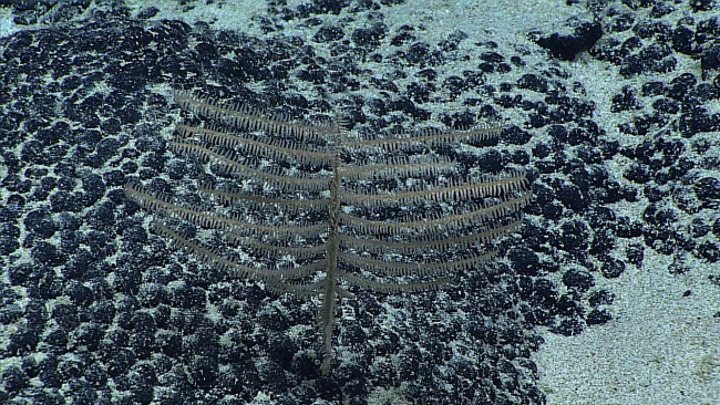 A small black coral, Bathypathes alternata, on a botryoidal manganese encrustedsubstrate