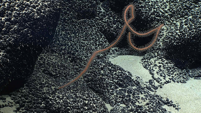 An orange black whip coral growing on a botryoidal manganese crust substrate