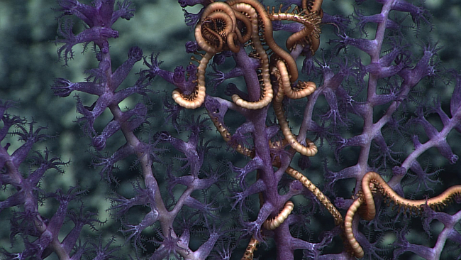 Purple Victorgorgia octocoral with brownish white commensal brittle star at 1740 meters