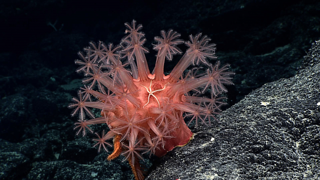 A robust anthomastus coral with a small white brittle star