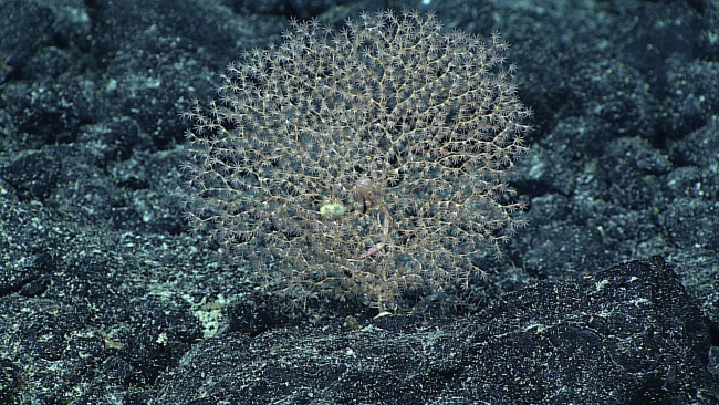 A chrysogorgid coral bush with its polyps extended