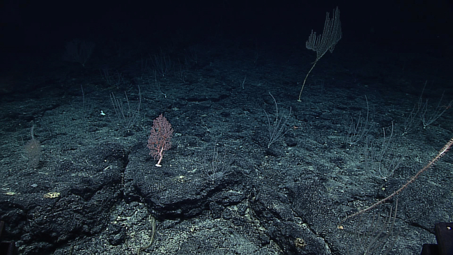 Many bamboo corals and a pink gorgonian are on a widespread botryoidalmanganese encrusted seafloor