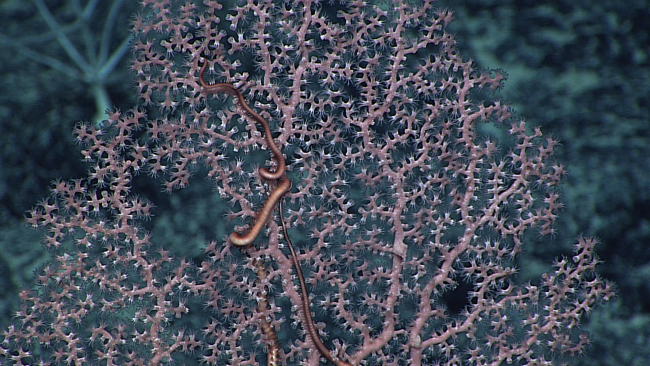 A pink corallium coral with two arms of a brittle star visible in the image