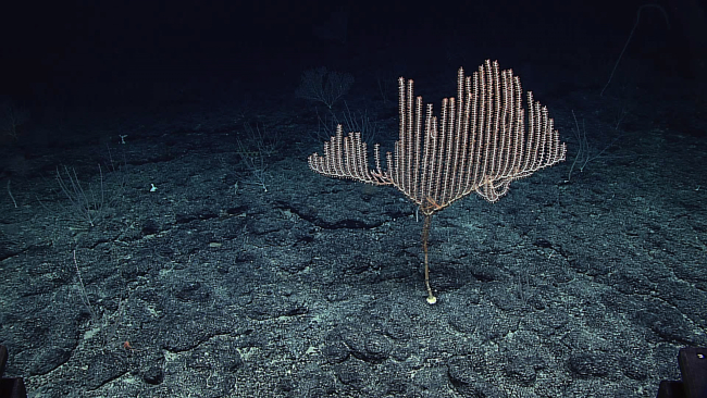 A candelabra shaped bamboo coral