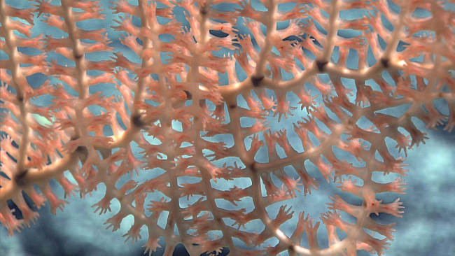 Peach to pink colored polyps of a bamboo coral bush