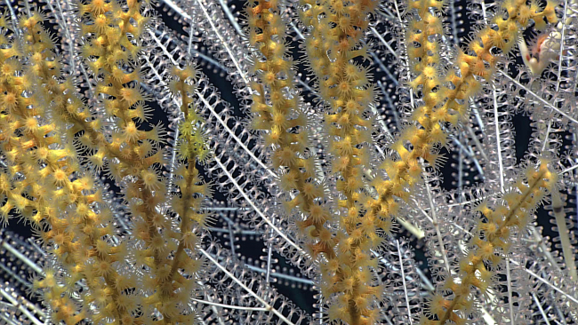 Yellow and a few greenish-yellow zoanthids have totally engulfed bamboocoral branches in the foreground while dense branches of live bamboo coralare seen in the background