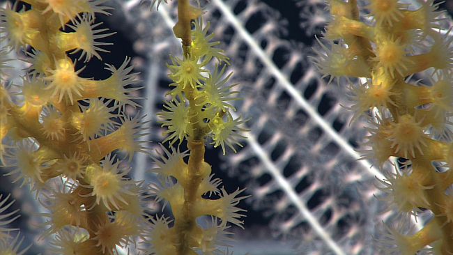 Yellow and greenish-yellow zoanthids on a bamboo coral bush